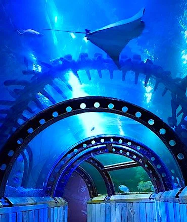 hunstanton-sea-life-ocean-tunnel